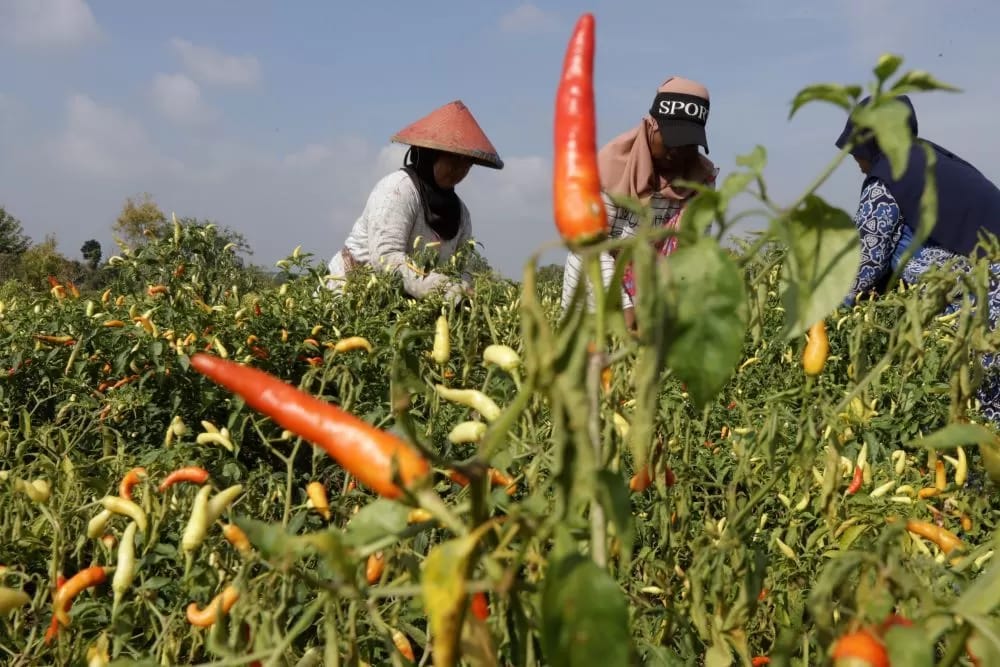 GAET PETANI MILENIAL, PEMDES SURU GANDENG RDEE&nbsp;MOJOKERTO
